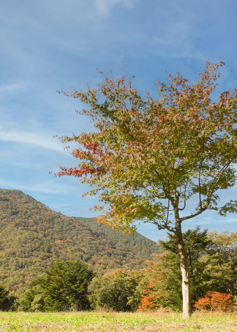 Secret Fortのキャンプ場の風景